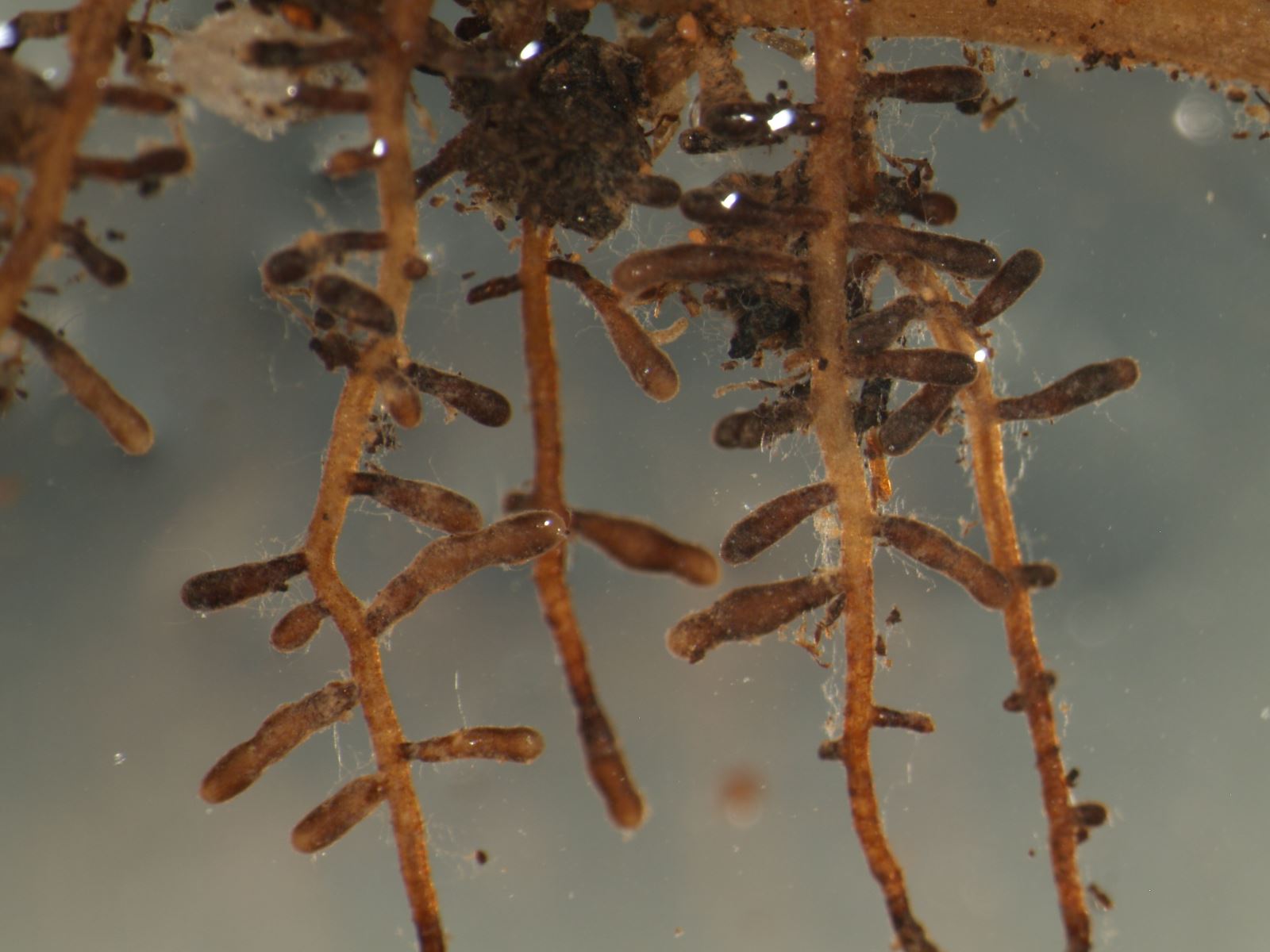 Reporting of Mycorizal Seedlings With TruffleTruffle Application And